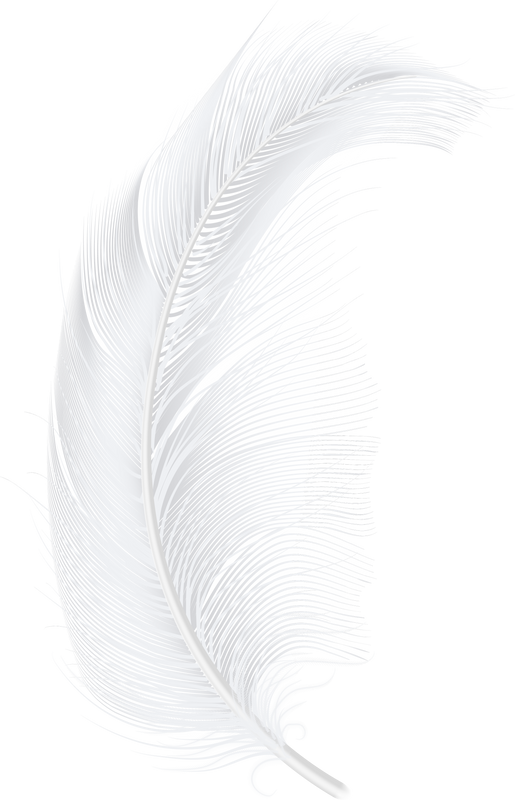 Bird feathers light goose or chicken plumage